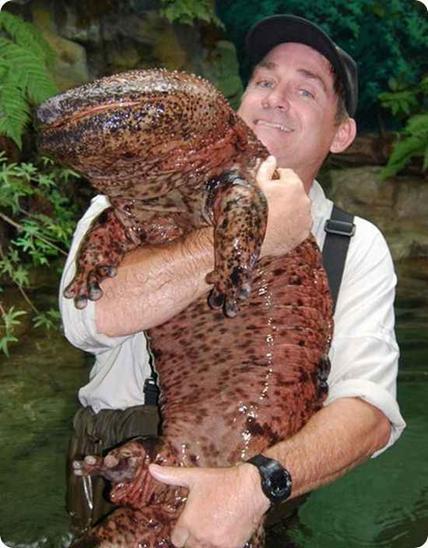 The true XXL amphibian.